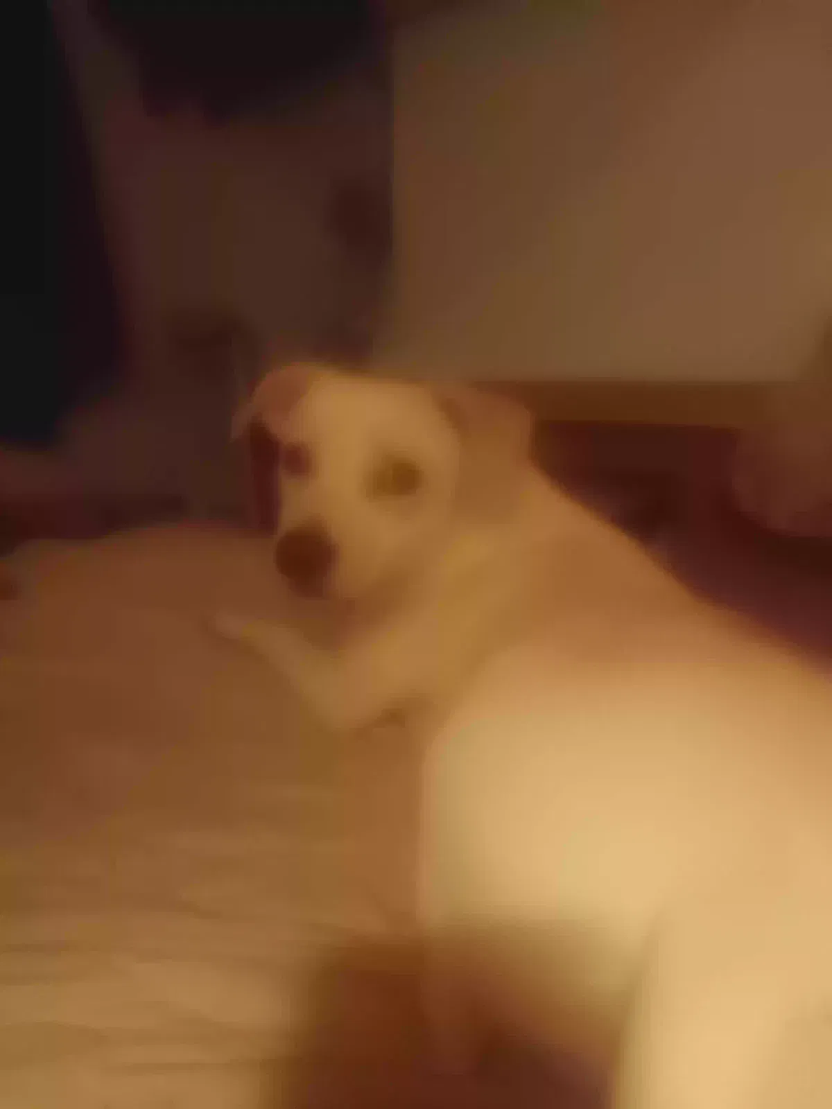 Lost dog in Shreveport, LA, 71108