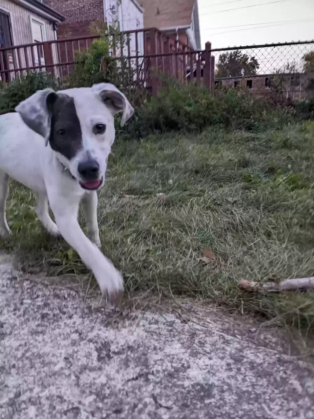 Found dog in Detroit, MI, 48208