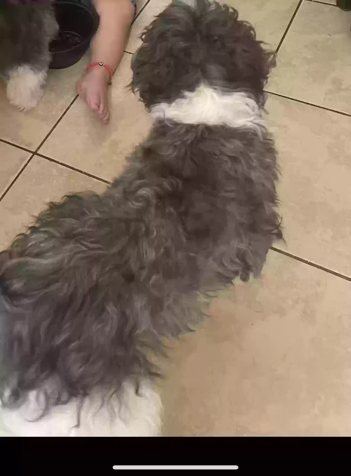 Lost dog in Paterson, NJ, 7501