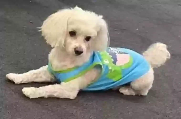 Lost dog in Winston Salem, NC, 27103