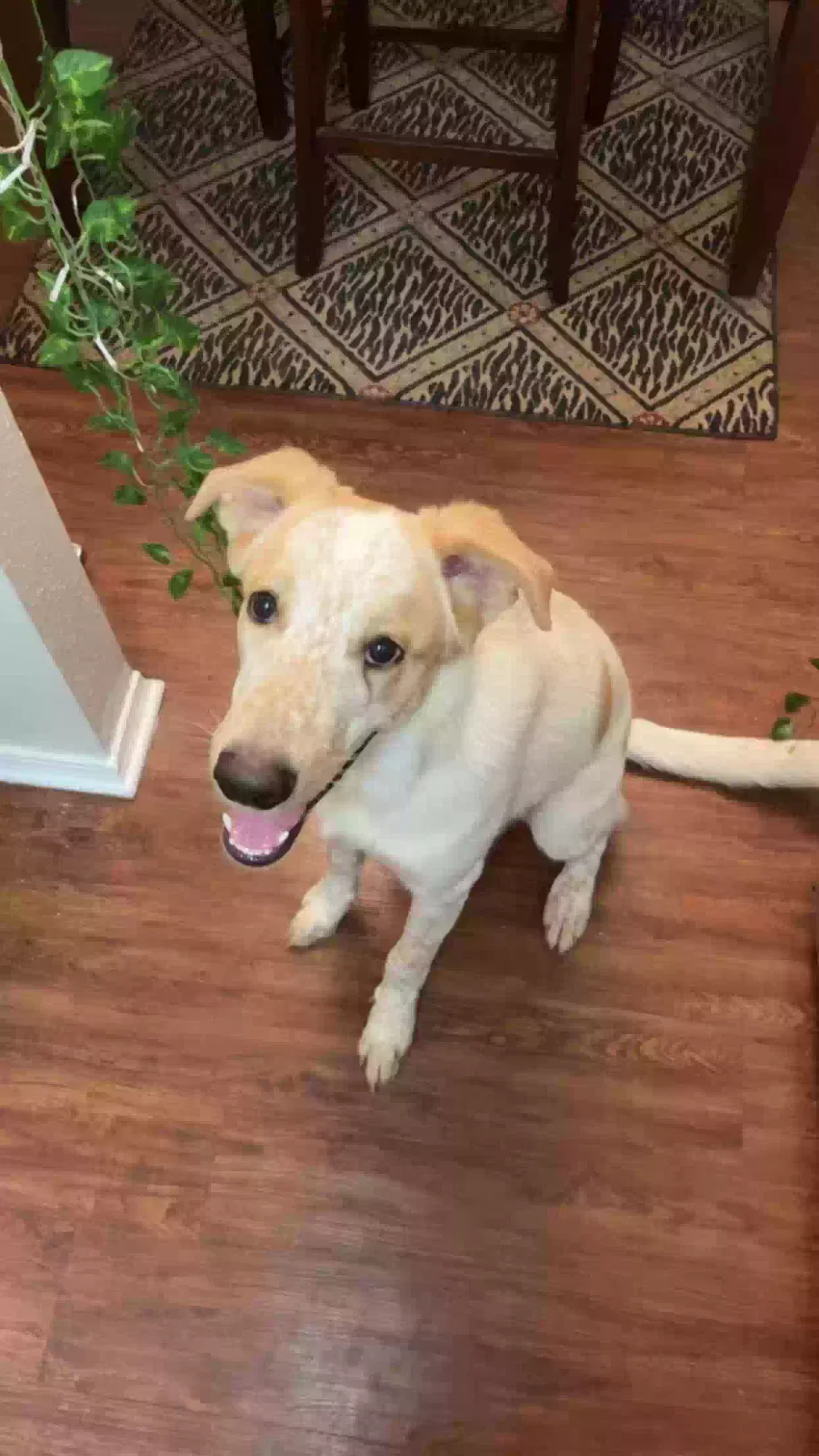 Lost dog in Nowata, OK, 74048