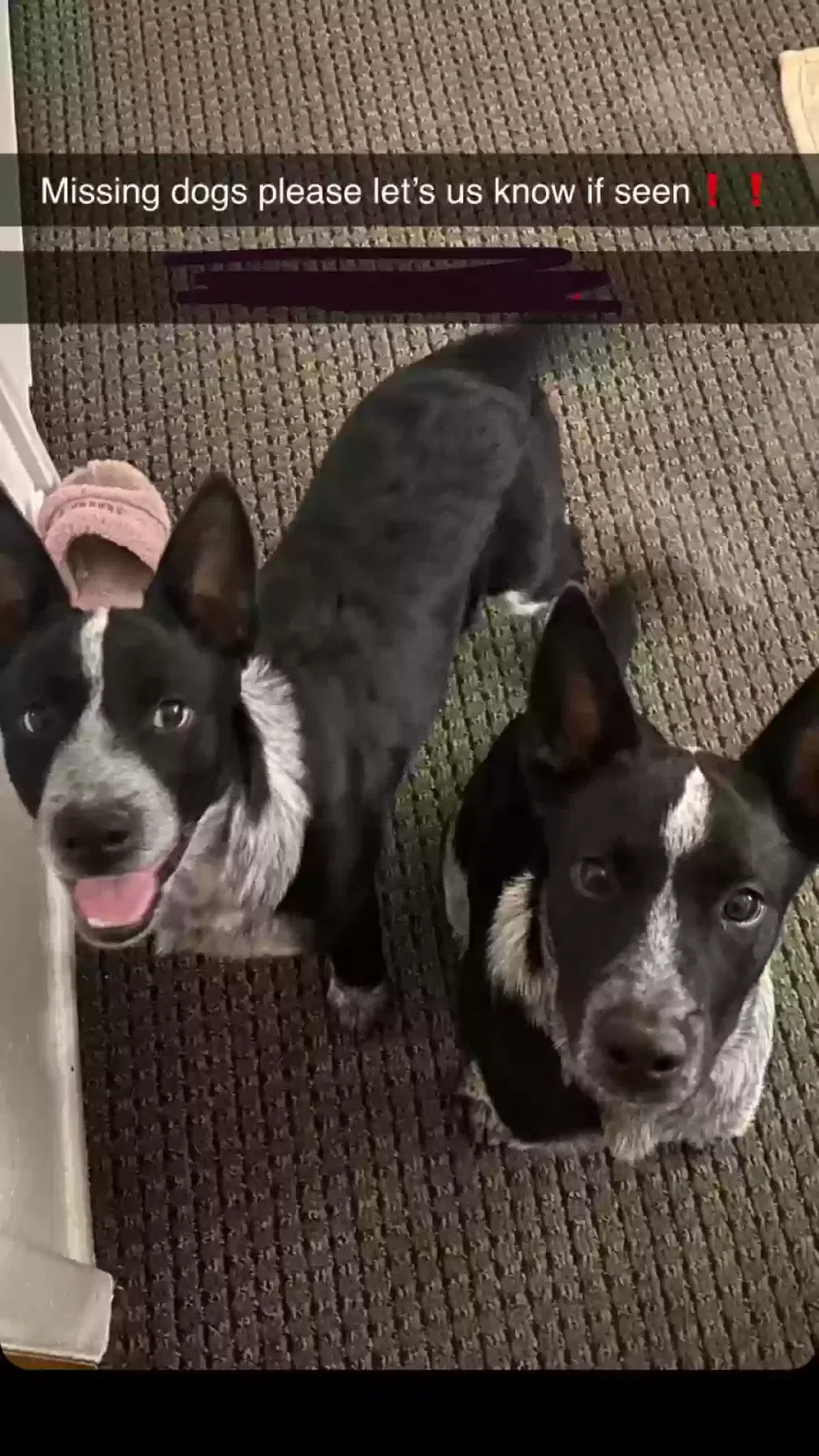 Lost dog in Albuquerque, NM, 87105