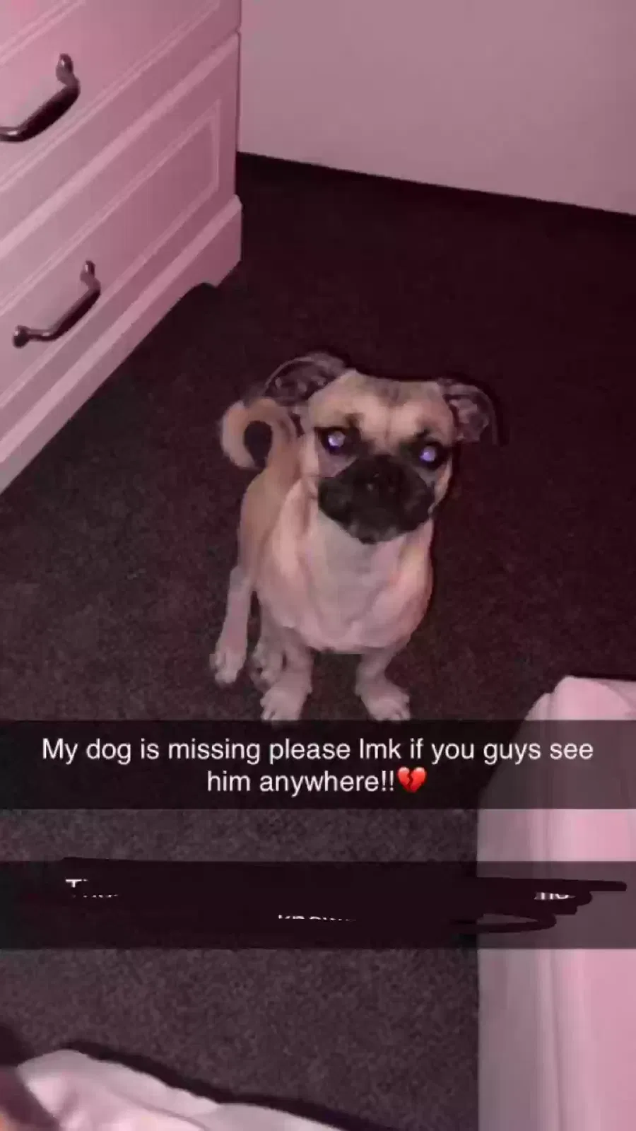Lost dog in Albuquerque, NM, 87105