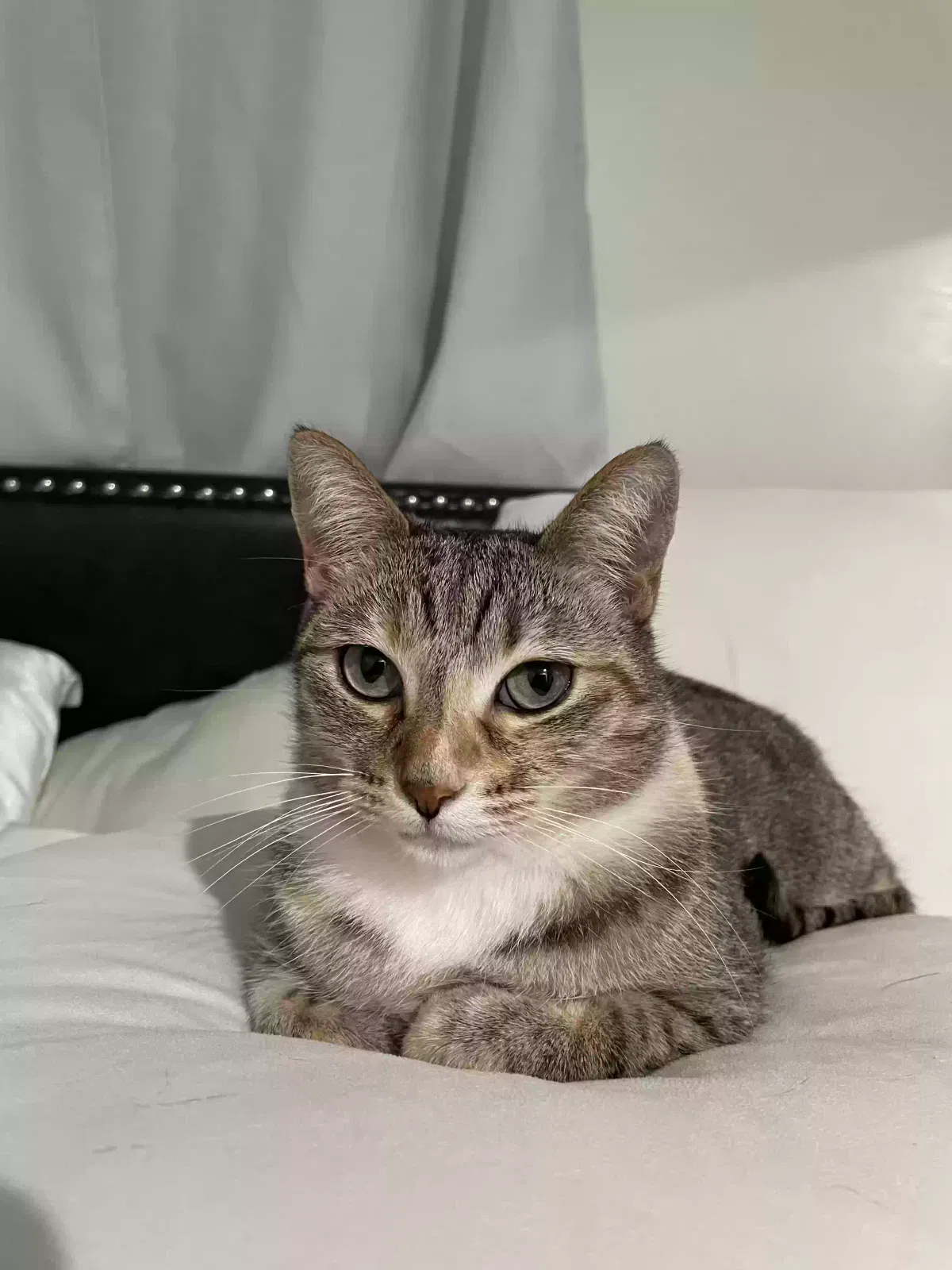 Lost cat in Buena Park, CA, 90620
