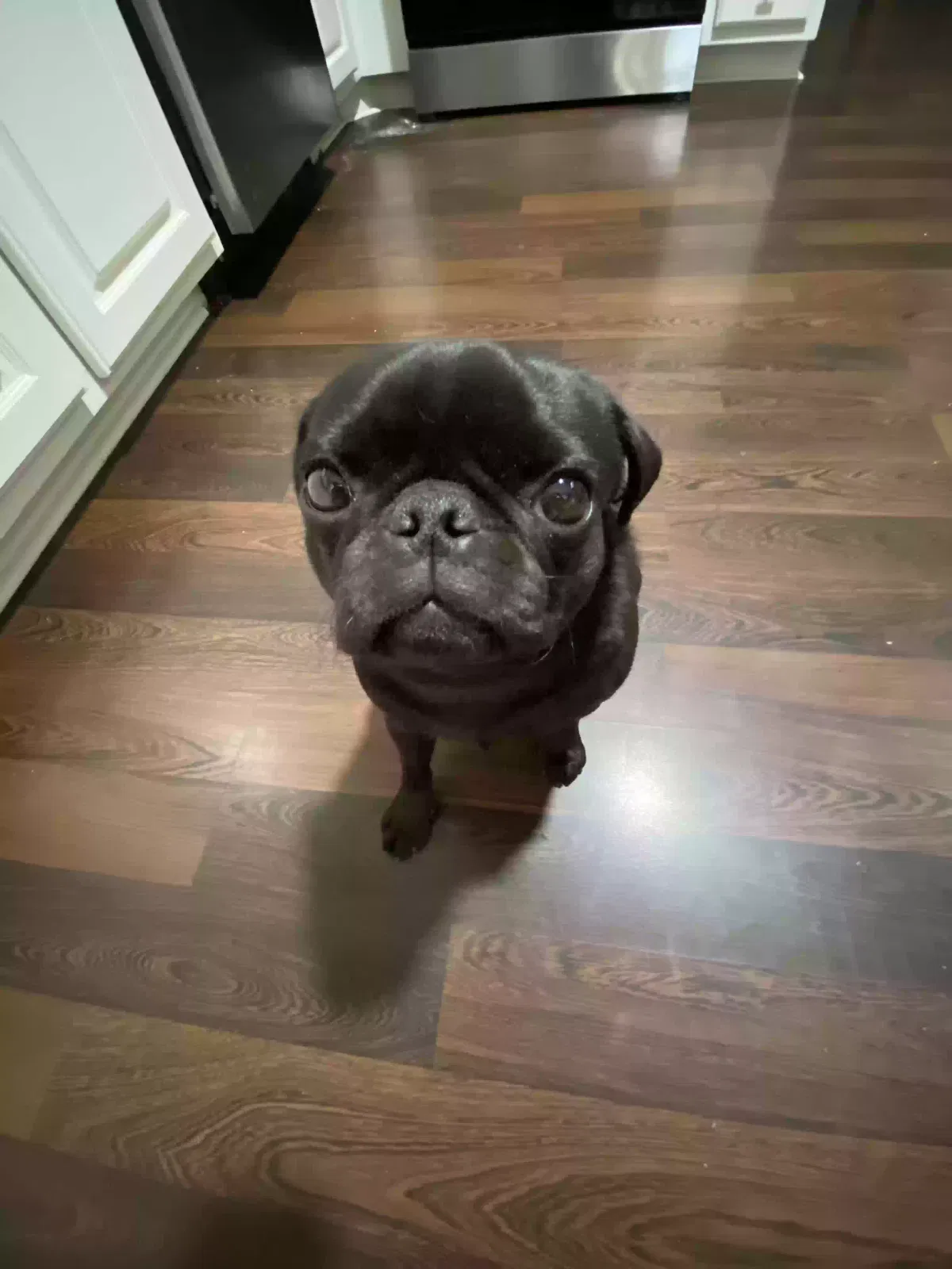 Lost dog in Greensboro, NC, 27406