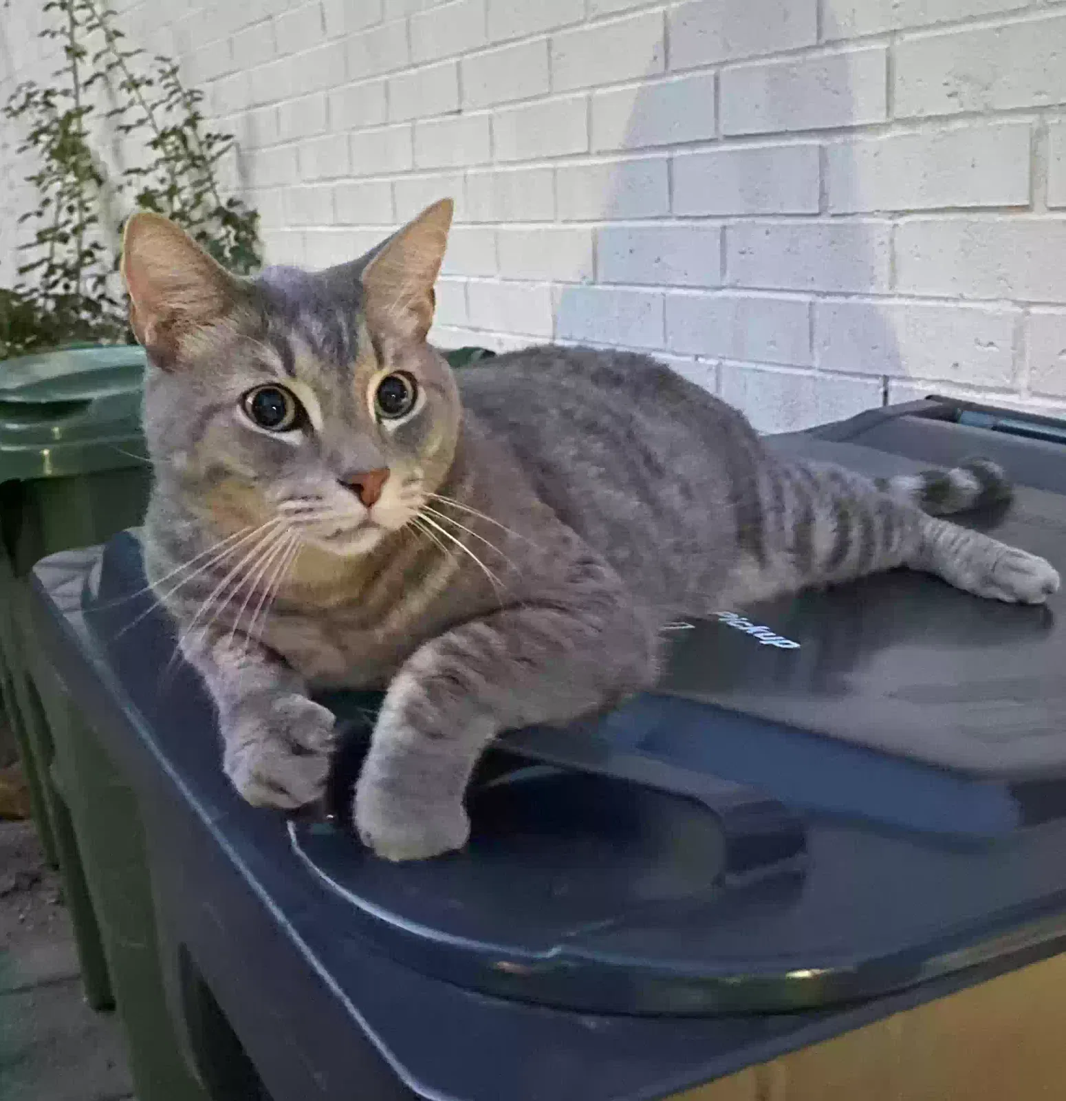 Lost cat in Arlington, TX, 76016