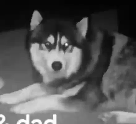 Lost dog in Dickinson, TX, 77539