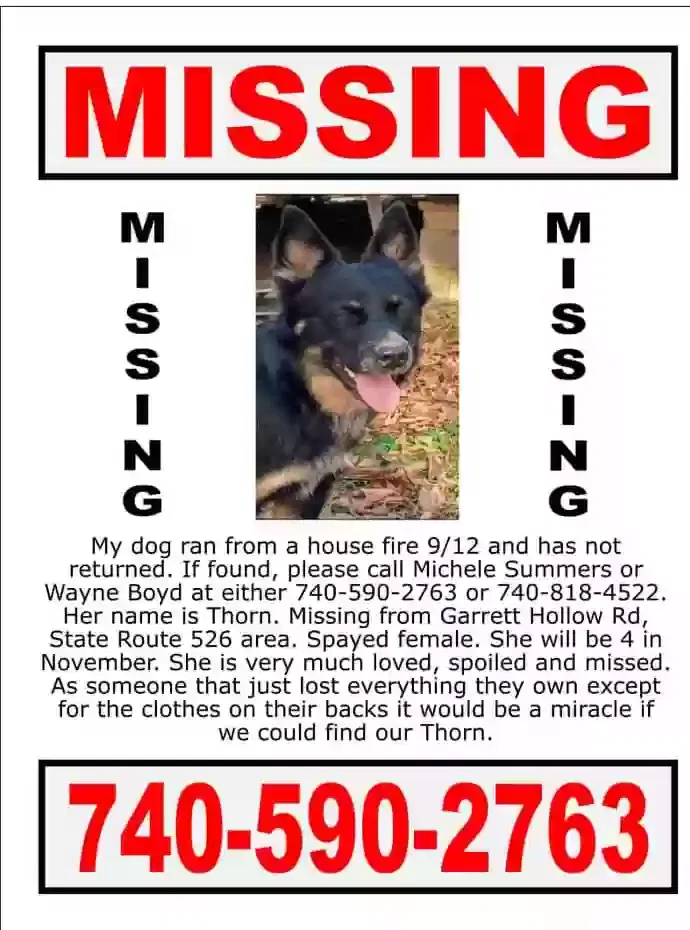 Lost dog in Bowling Green, KY, 42101