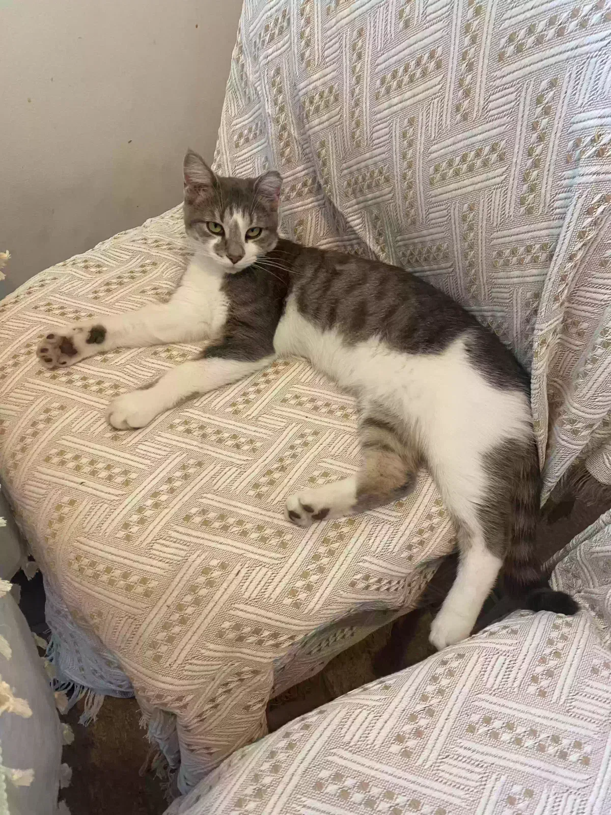 Lost cat in Indianapolis, IN, 46226