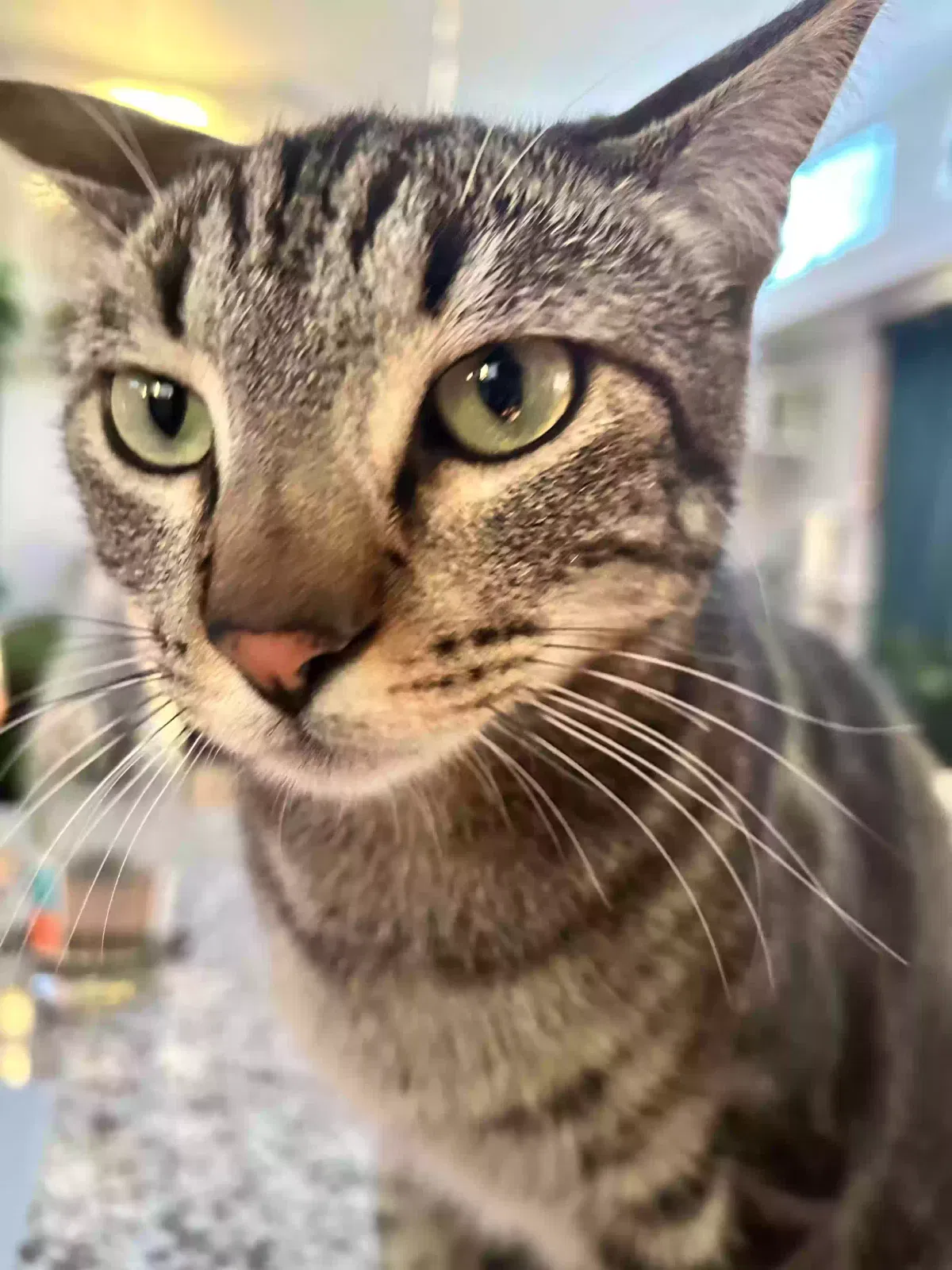 Lost cat in Tucson, AZ, 85719