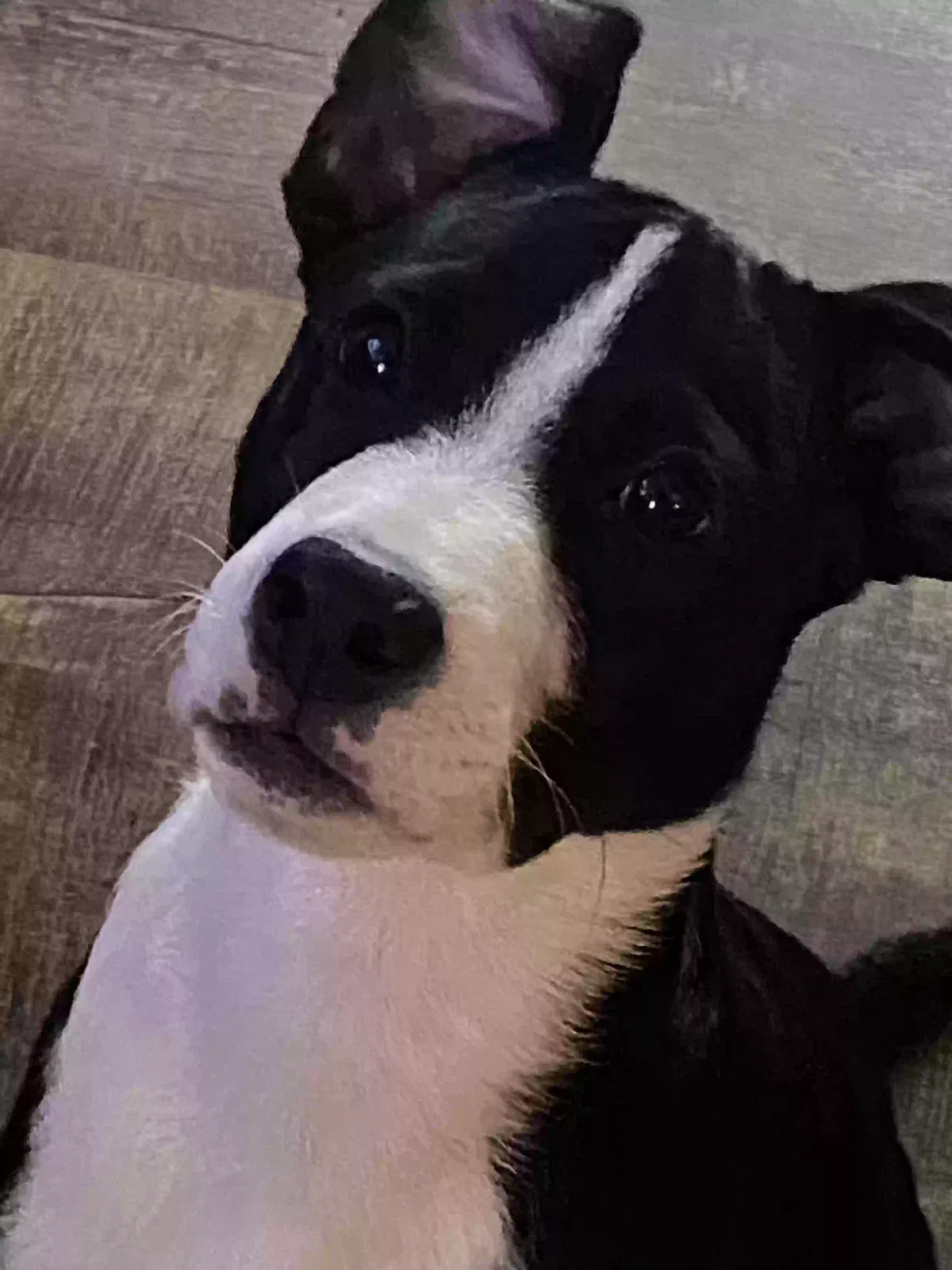 Lost dog in Rockwood, TN, 37854