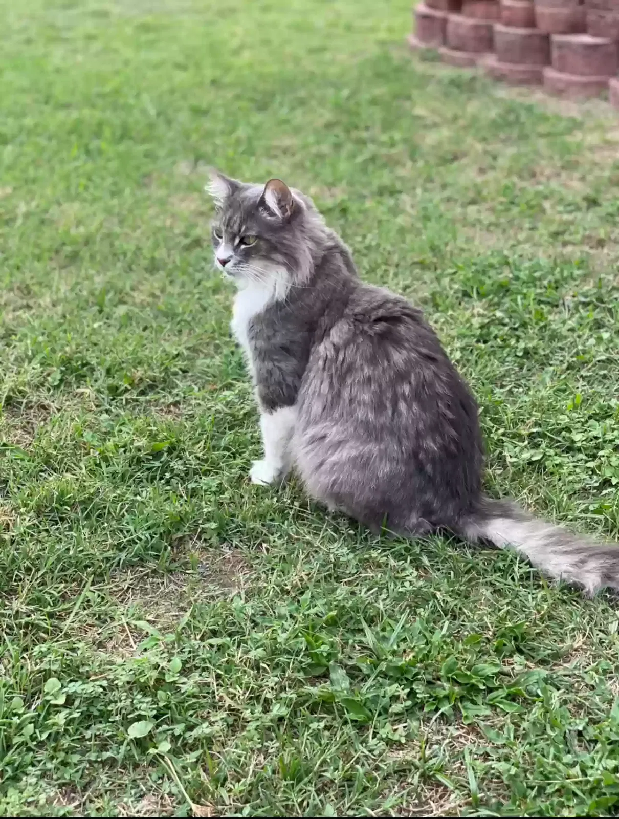 Lost cat in San Antonio, TX, 78240