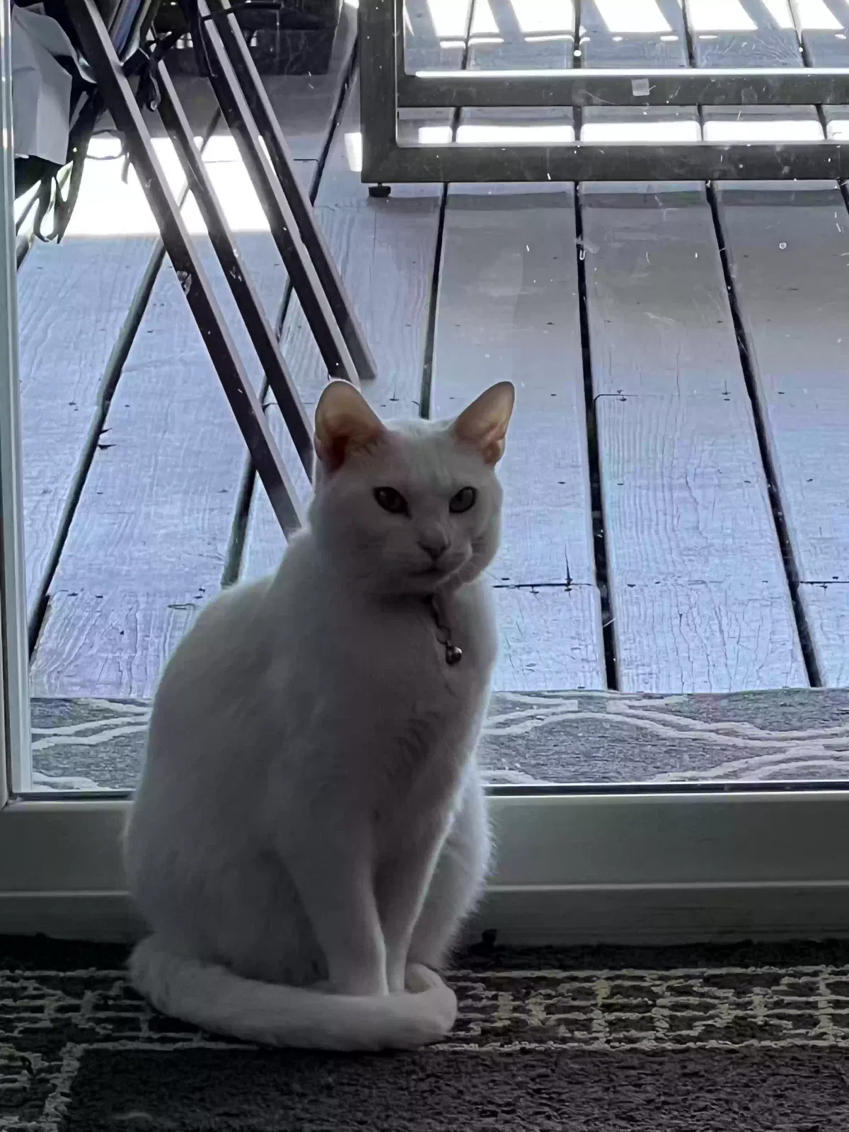 Lost cat in Louisville, KY, 40229