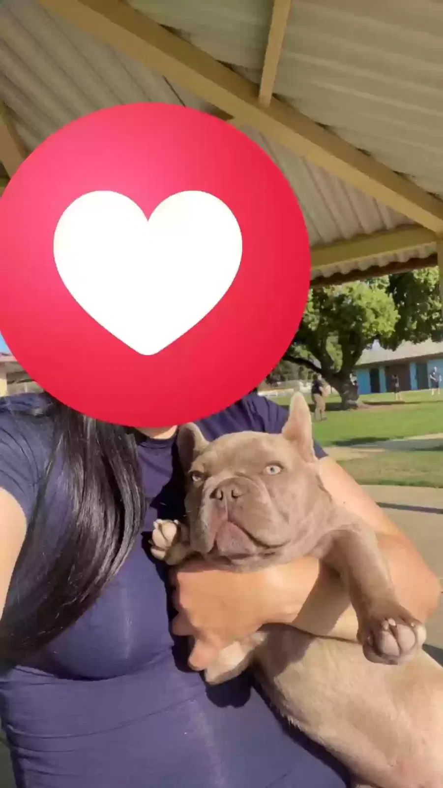 Lost dog in Riverside, CA, 92509
