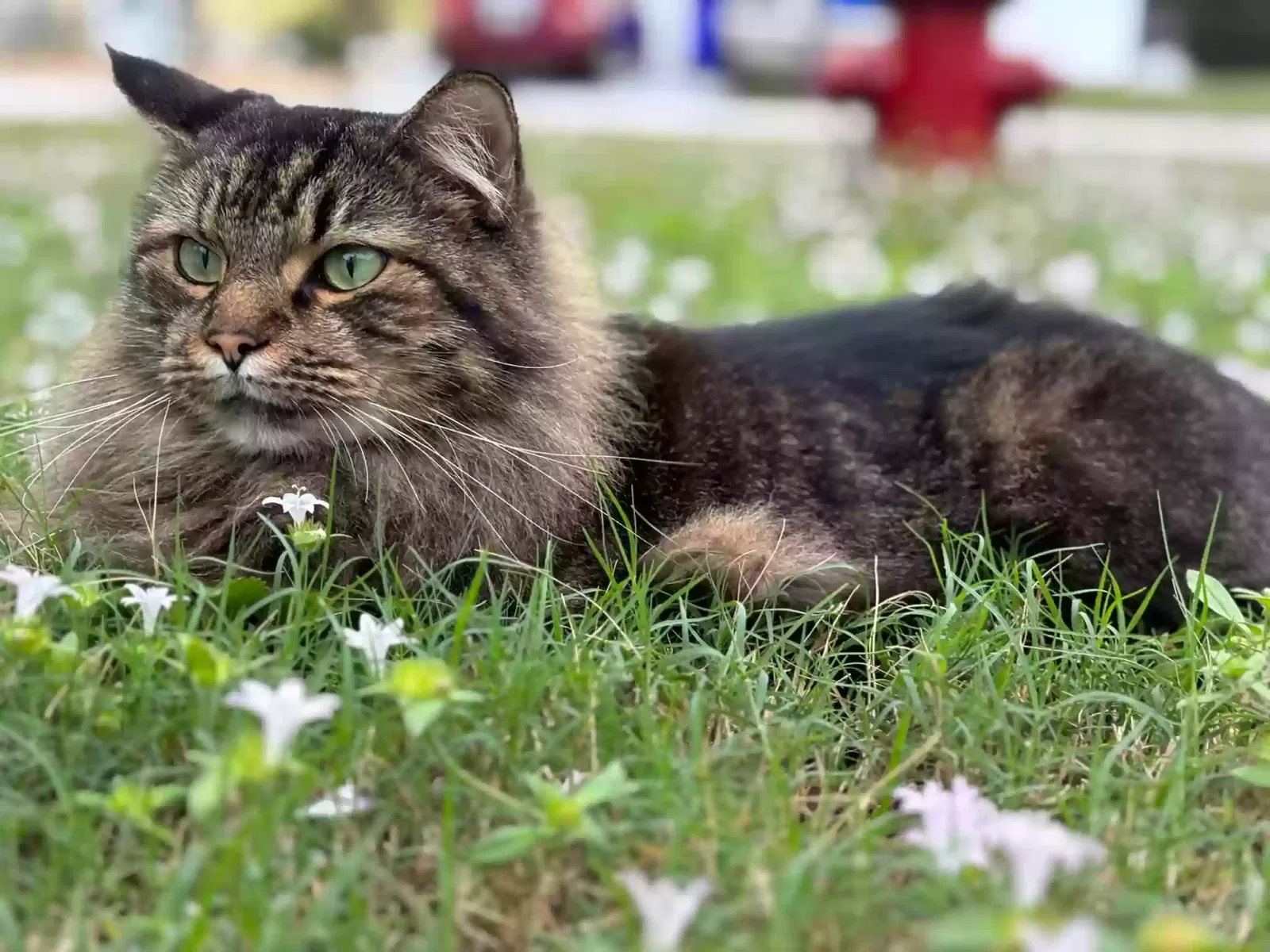 Lost cat in Hobe Sound, FL, 33455