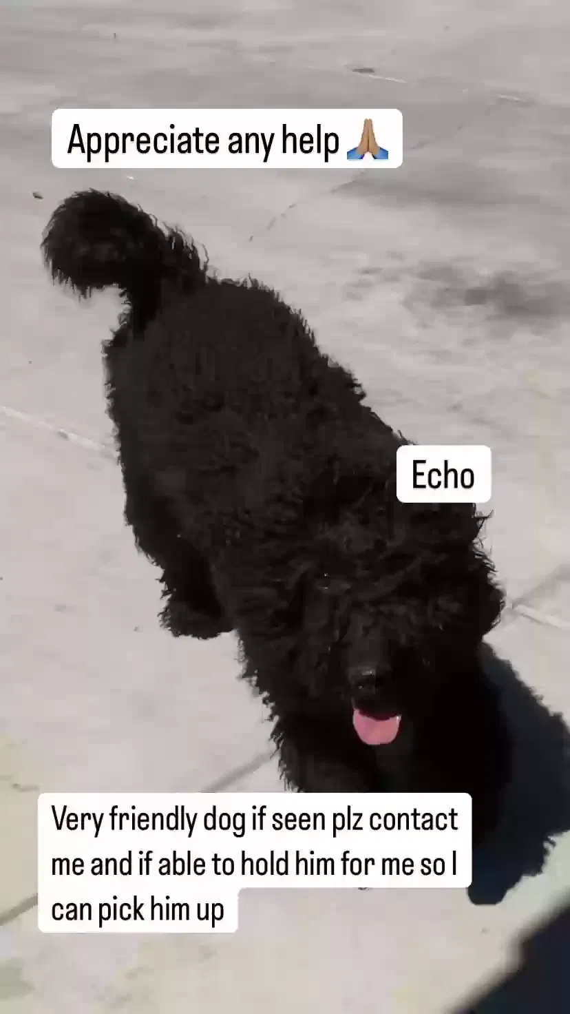Lost dog in Adelanto, CA, 92301