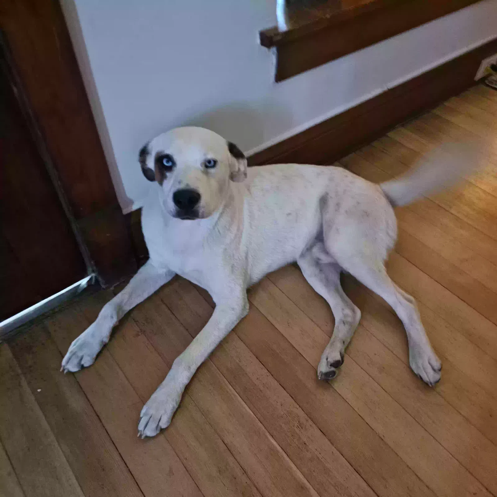 Found dog in Grants, NM, 87020