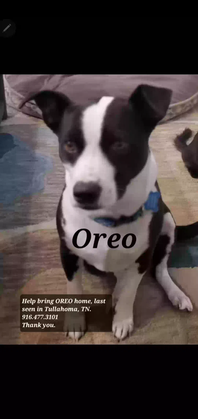 Lost dog in Normandy, TN, 37360