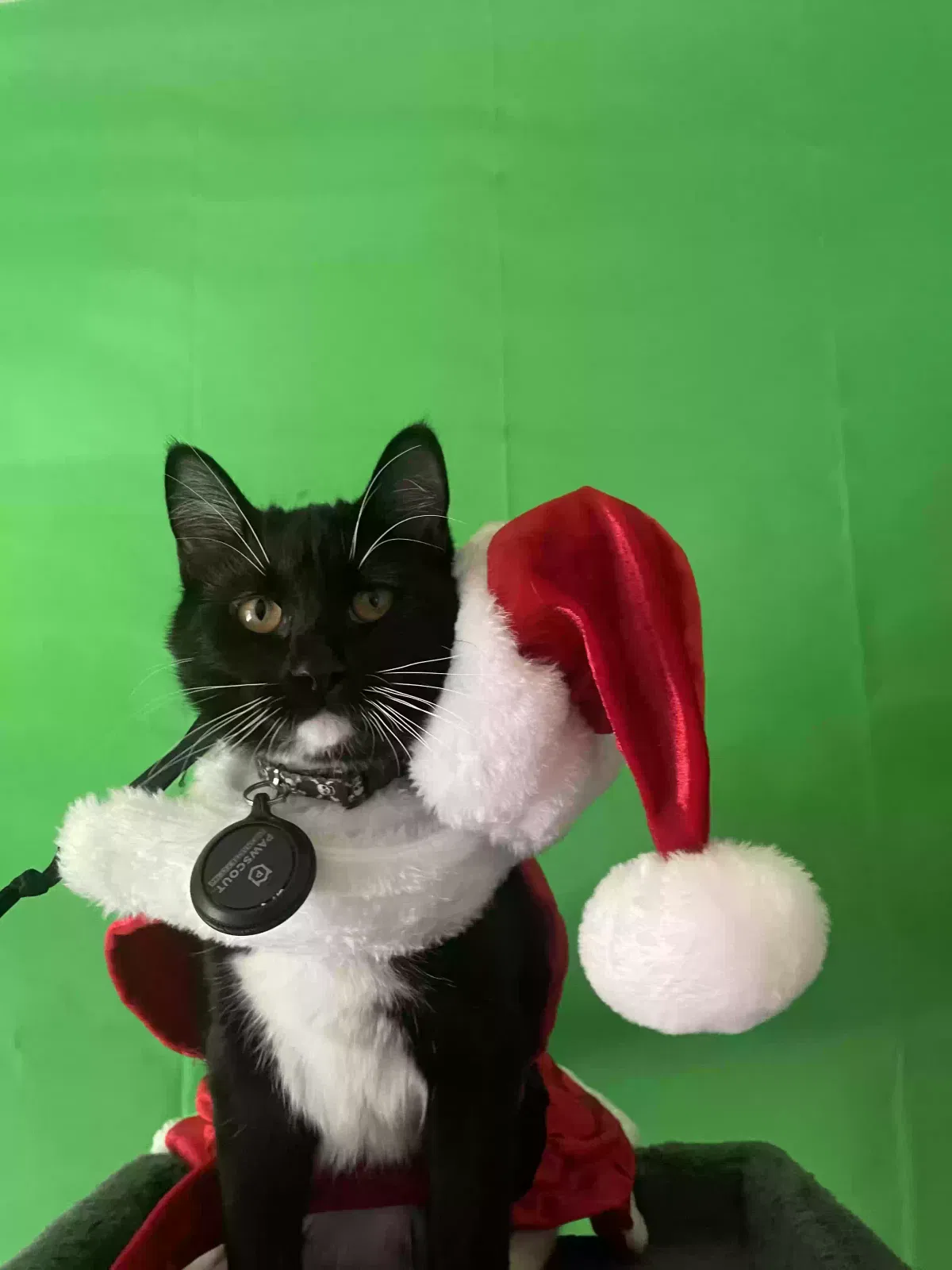 Lost cat in Albuquerque, NM, 87116