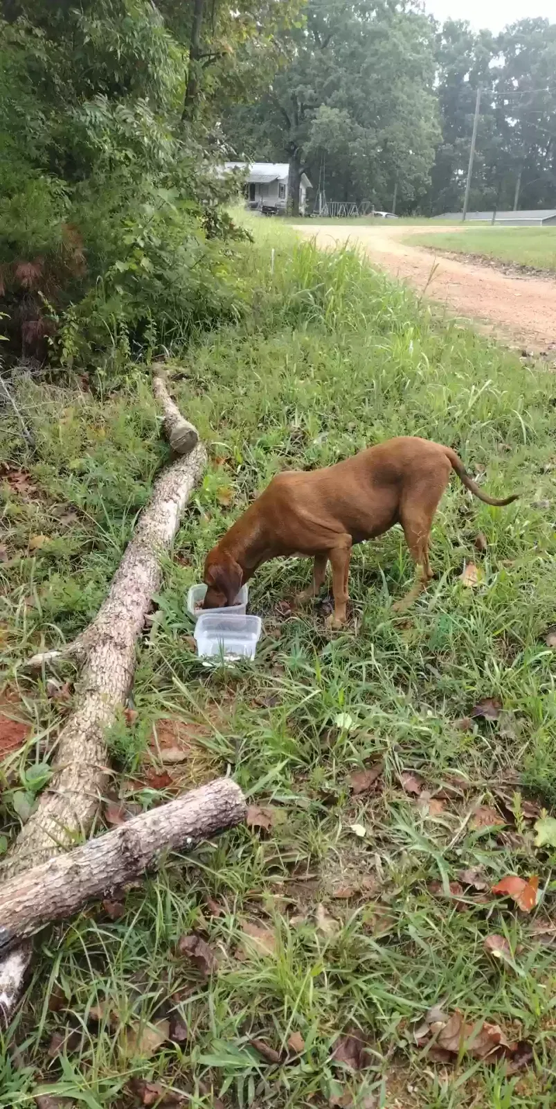 Found dog in Savannah, TN, 38372