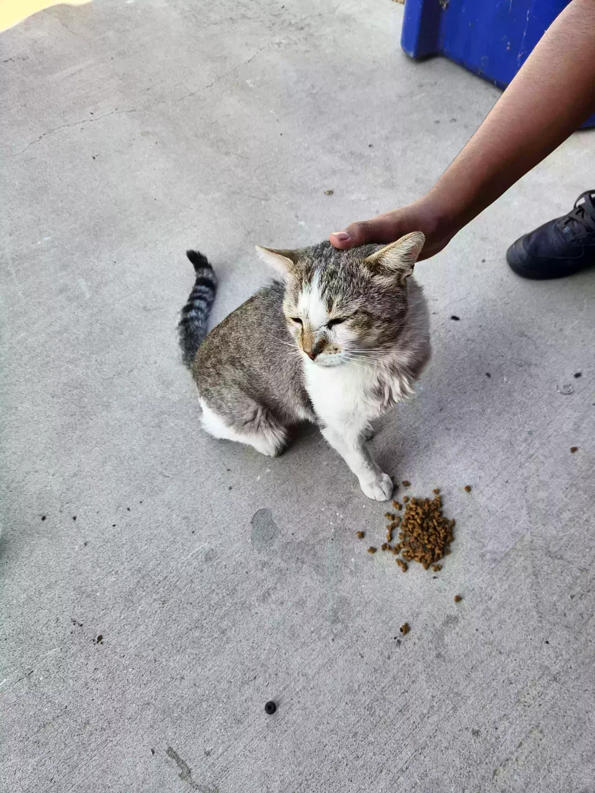 Found cat in Palmdale, CA, 93550