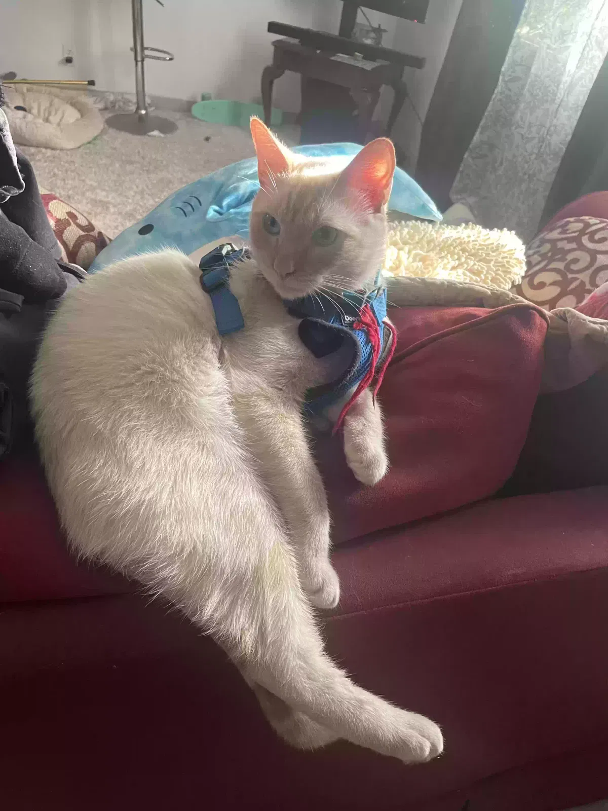 Lost cat in Hawthorne, CA, 90250