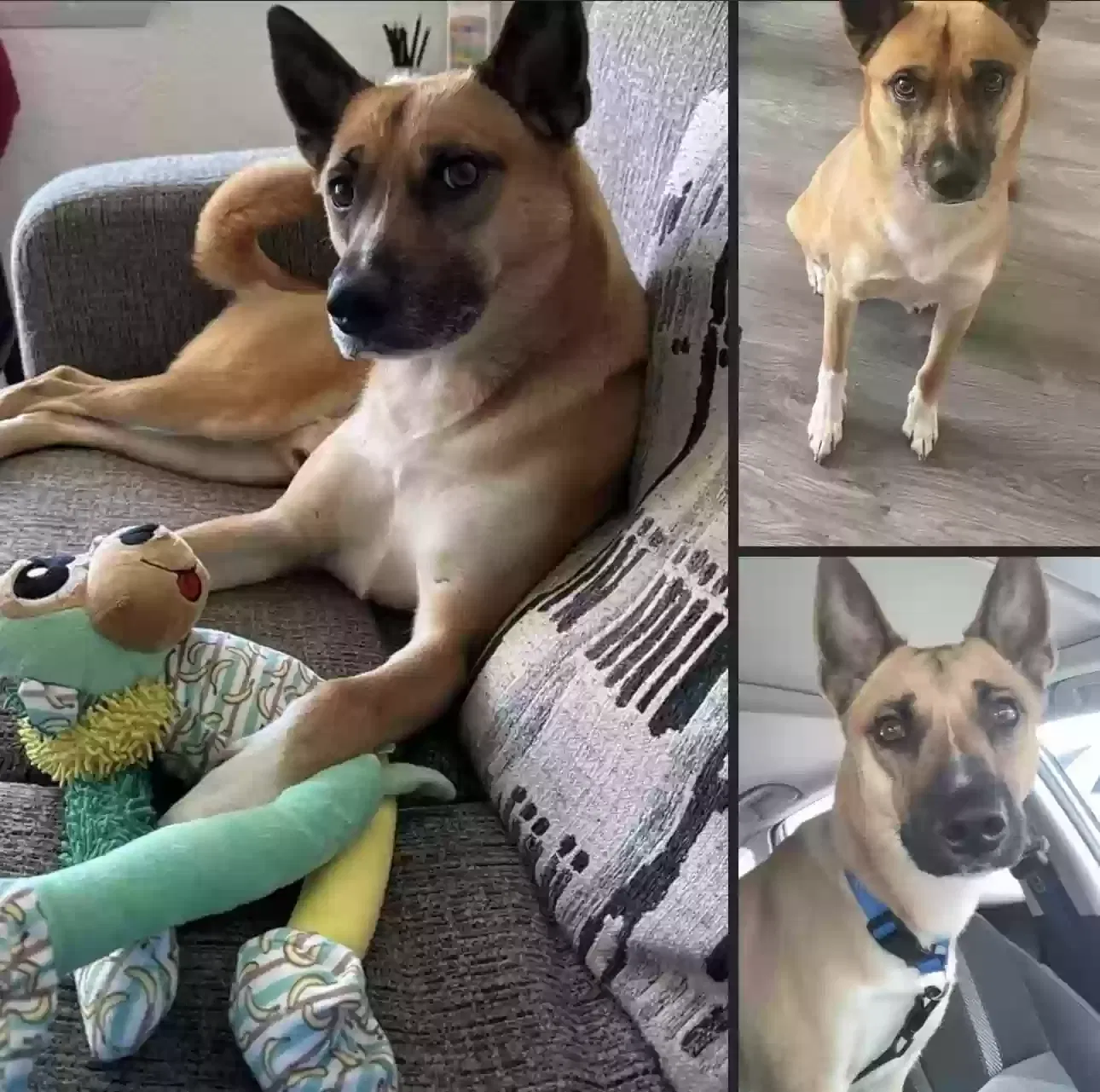 Lost dog in Independence, MO, 64050