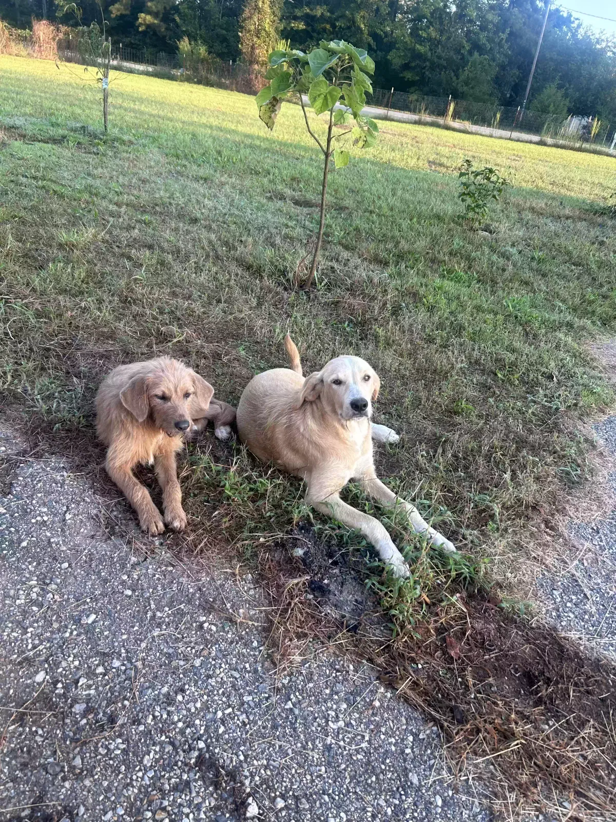 Found dog in Mc Caskill, AR, 71847