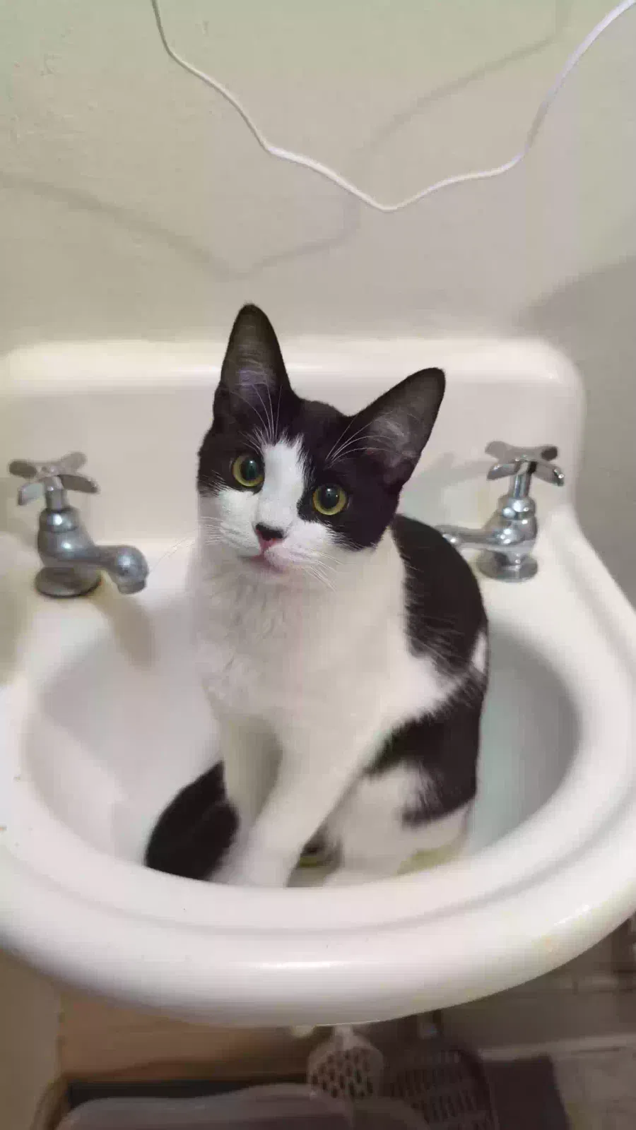 Lost cat in Santa Cruz, CA, 95060