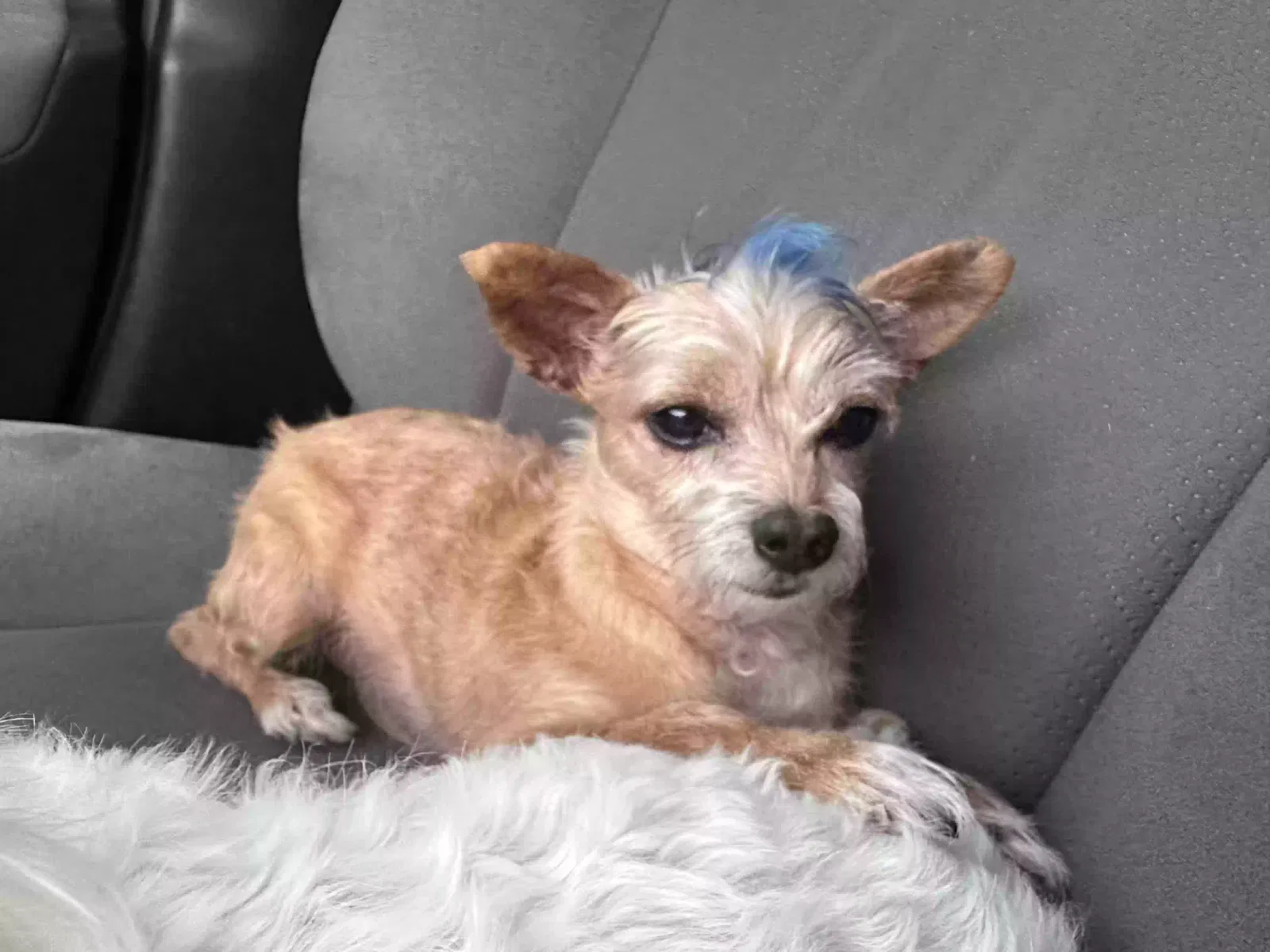 Lost dog in Leesburg, FL, 34788