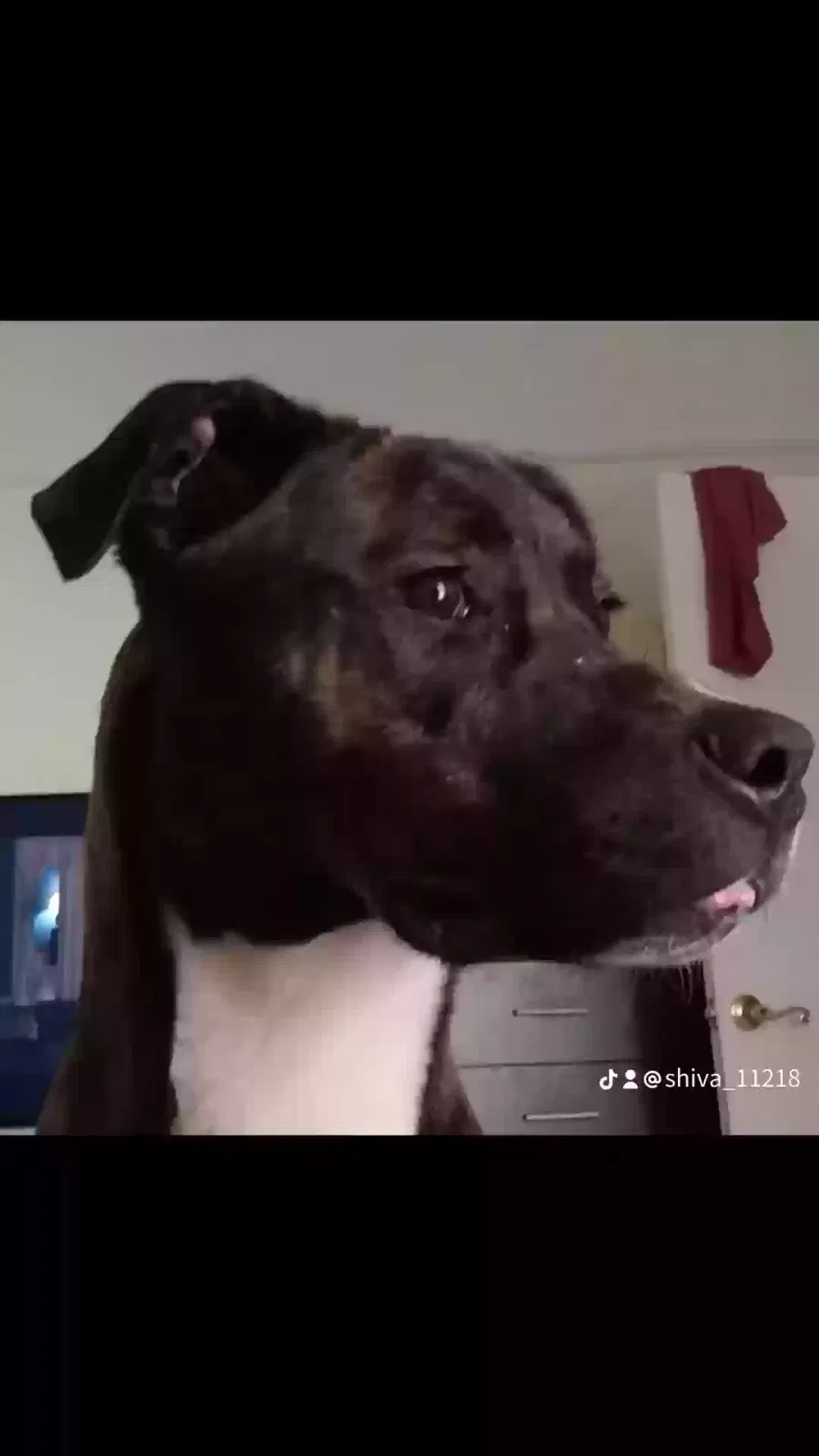 Lost dog in Brooklyn, NY, 11218