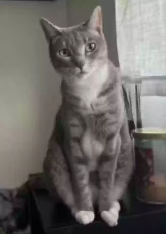 Lost cat in San Diego, CA, 92106