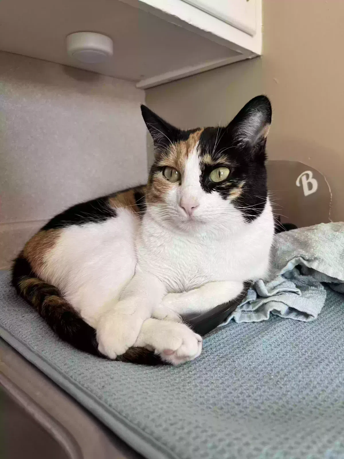 Lost cat in Osseo, MN, 55369