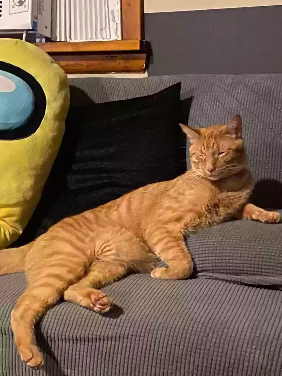 Lost cat in Independence, OH, 44131