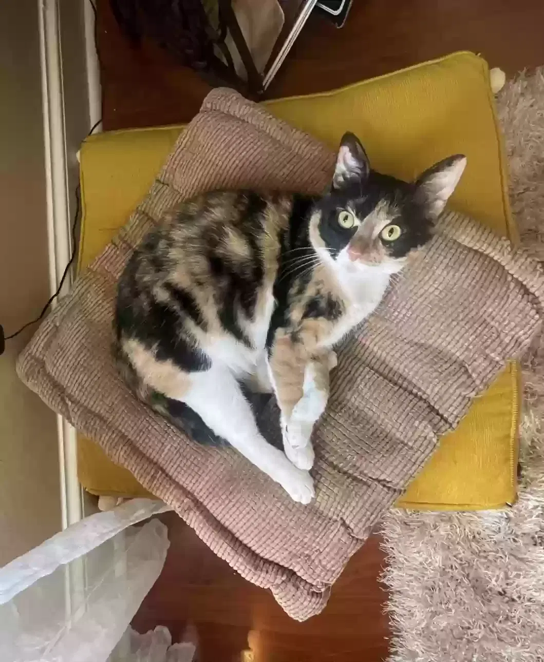 Lost cat in Baton Rouge, LA, 70806
