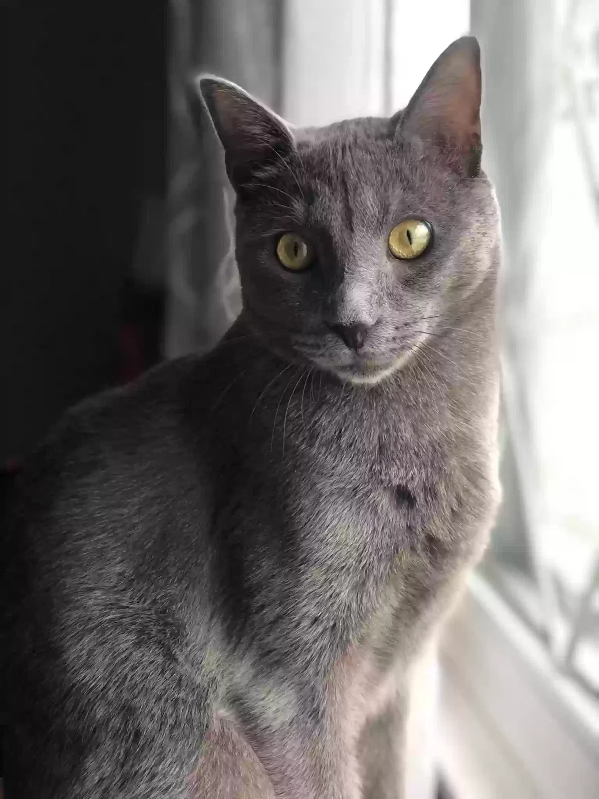 Lost cat in Twinsburg, OH, 44087