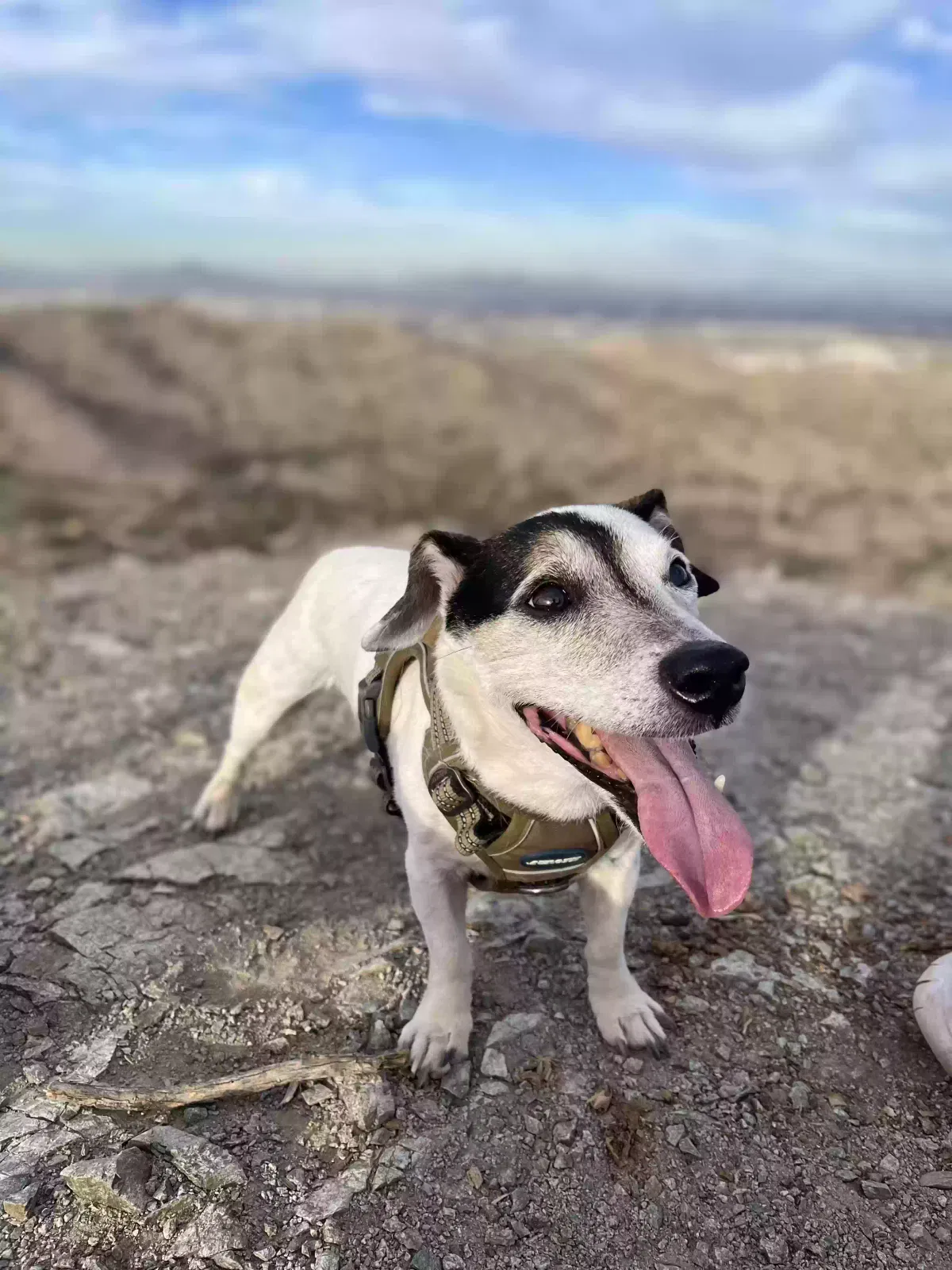 Lost dog in Gadsden, AL, 35901
