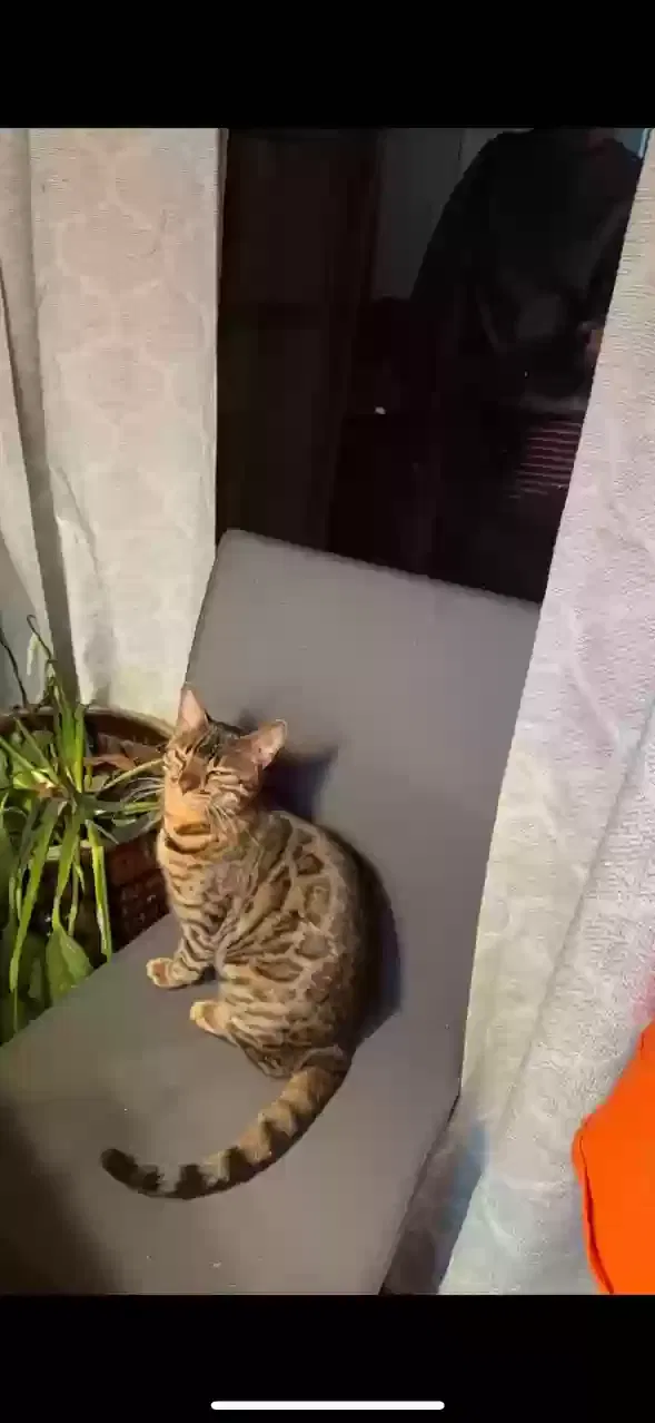 Lost cat in Mckinney, TX, 75070