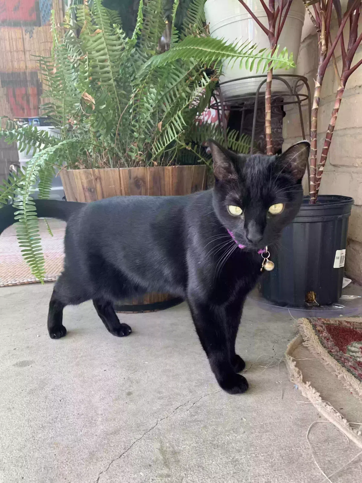 Lost cat in Allen, TX, 75013
