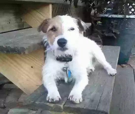 Lost dog in Raleigh, NC, 27612