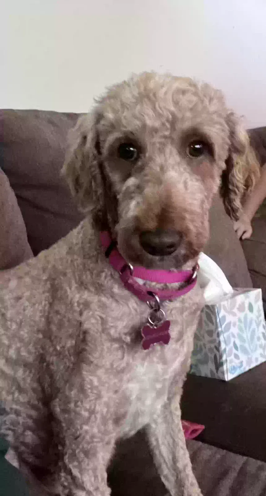 Lost dog in Barberton, OH, 44203