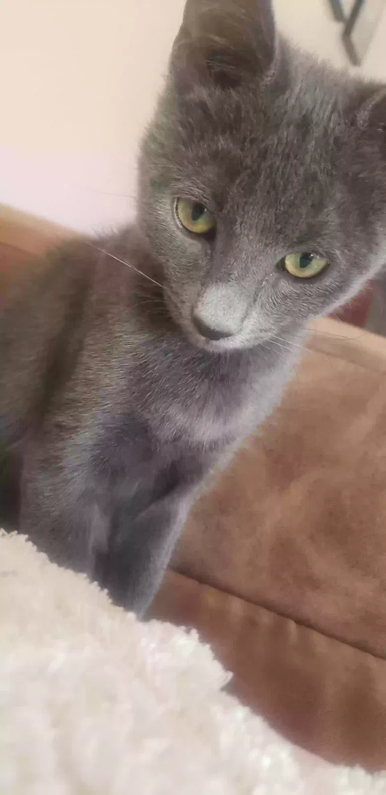Lost cat in Tucson, AZ, 85730