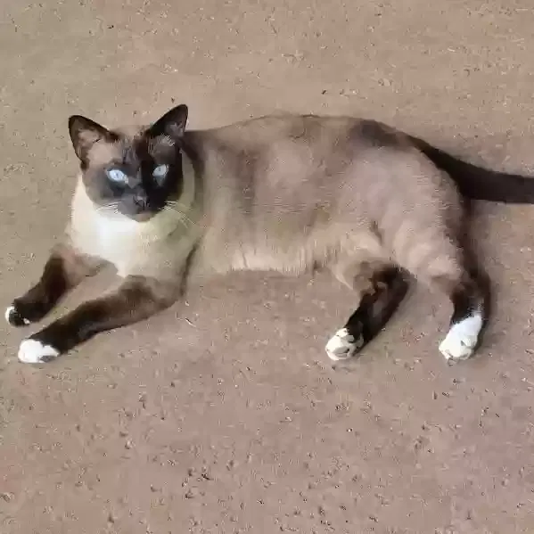 Lost cat in Cedar Park, TX, 78613