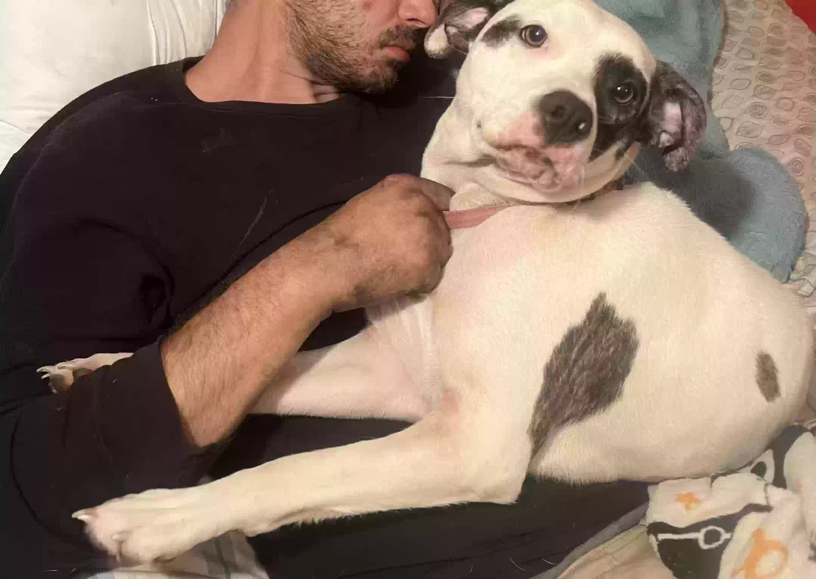 Lost dog in Hazel Green, AL, 35750