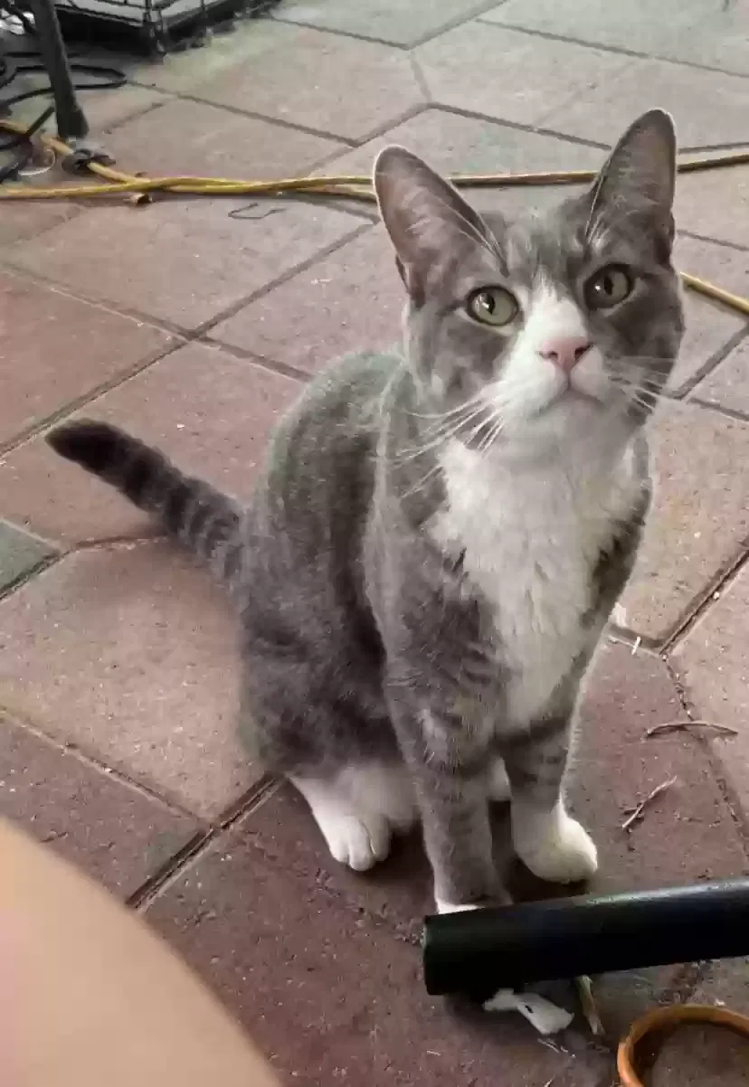 Lost cat in Saint Johns, FL, 32259