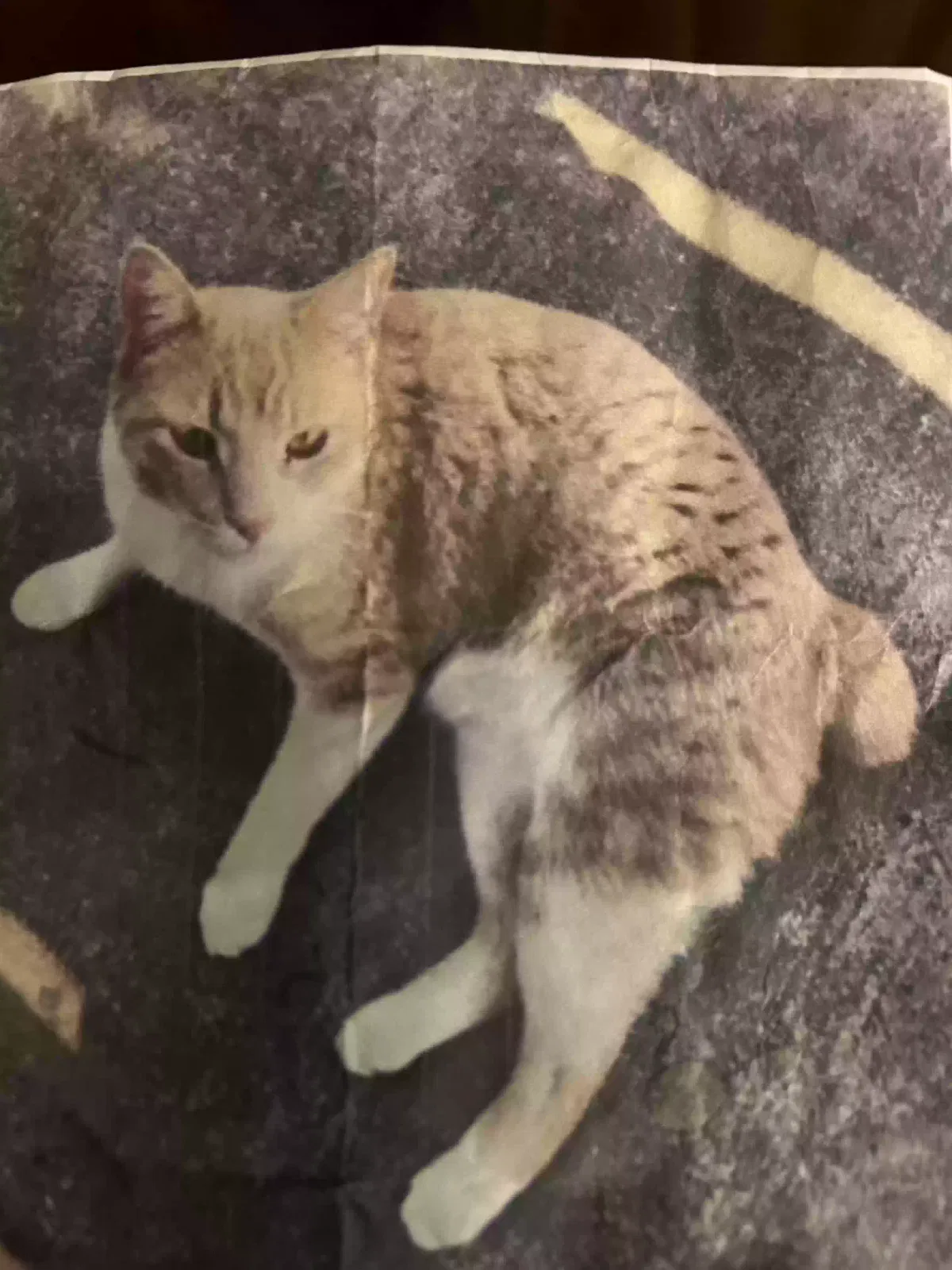 Lost cat in Baytown, TX, 77523