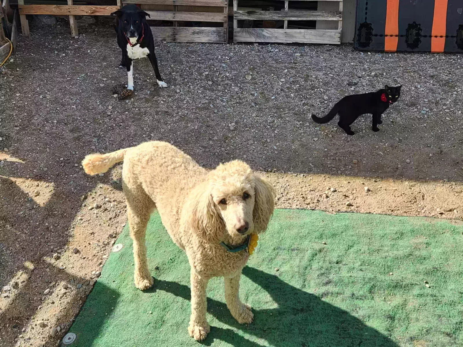 Lost dog in Quartzsite, AZ, 85346