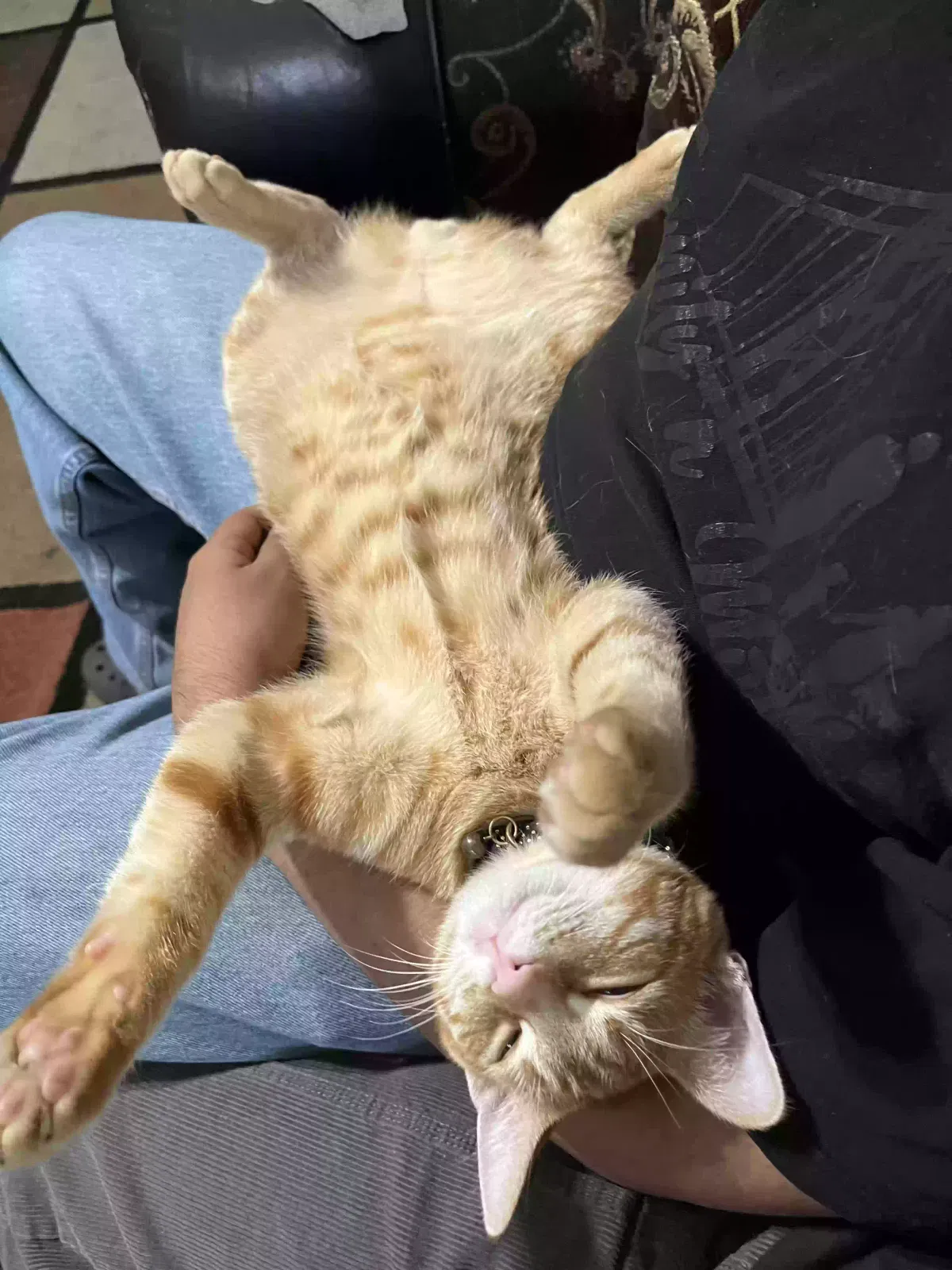 Lost cat in San Pablo, CA, 94806