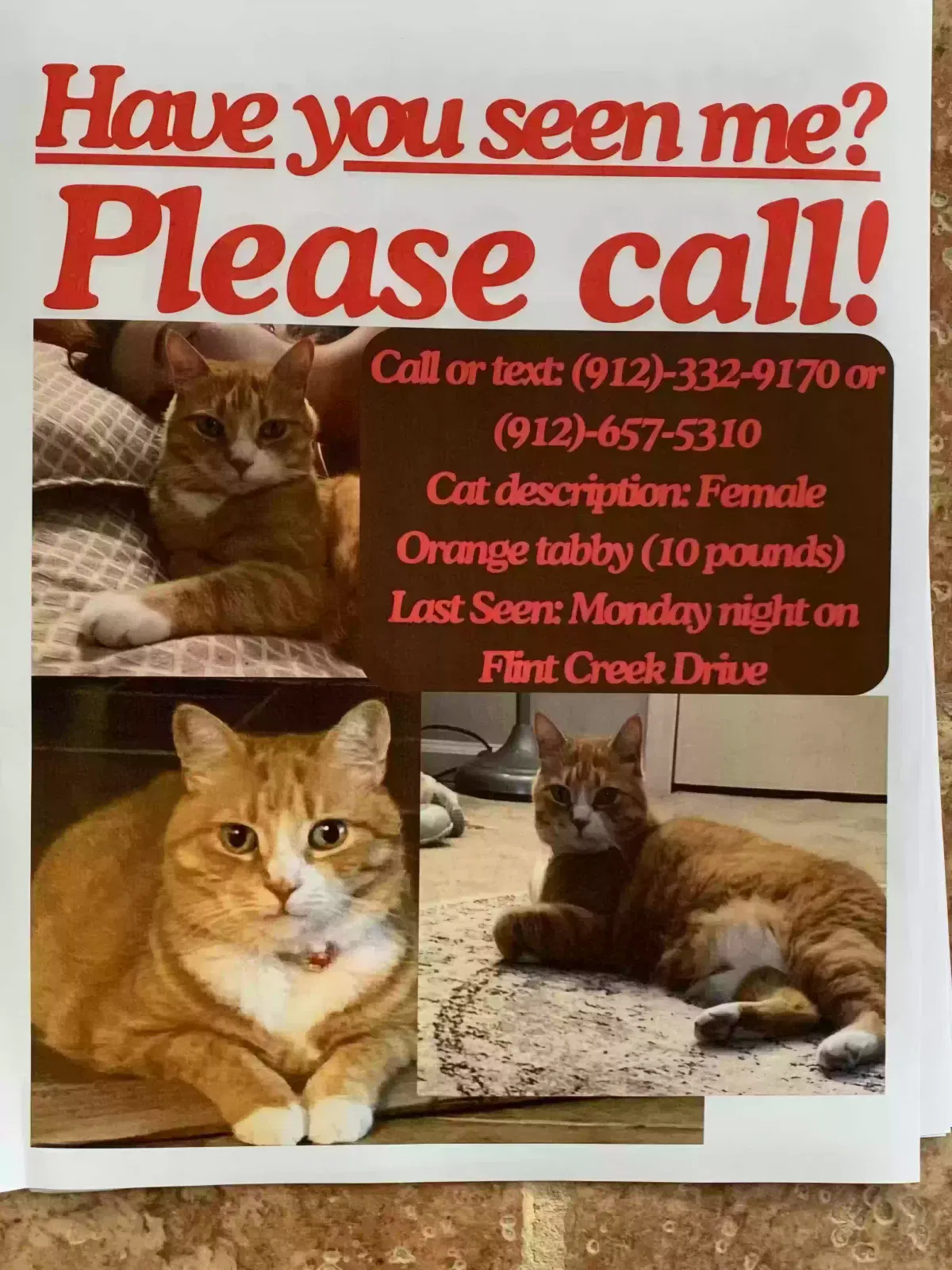 Lost cat in Richmond Hill, GA, 31324