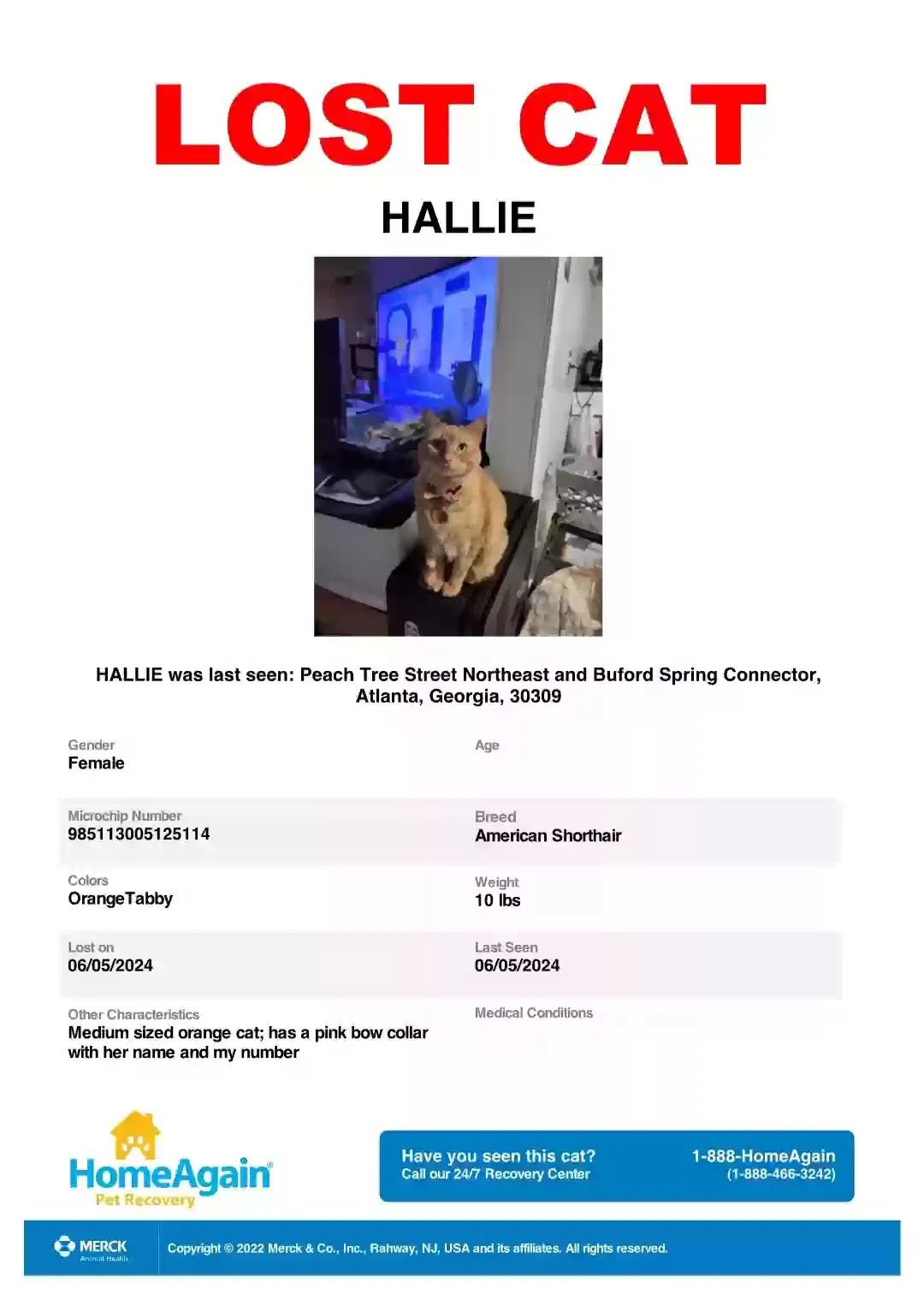 Lost cat in Atlanta, GA, 30309
